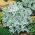 Greiskraut - Cineraria maritima - Silberne Farnpracht, glänzt in der Sonne - Samen