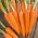 Carrot 'Comet - Kometa F1' seeds - Daucus carota