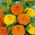 Rose d'Inde - Mélange - Tagetes erecta - Idéal pour bordures et grands massifs - Graines fraîches