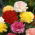 Kerti szegfű - Szabo - színkeverék - 275 magok - Dianthus caryophyllus