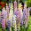 Hartwegi lupiin - aastane - 133 seemet - Lupinus hartwegii - seemned