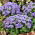 Agérato - azul - Ageratum houstonianum - Flores tupidas y llamativas, ideales para borduras - Semillas frescas