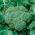 Cavolo Broccolo - Calabrese Natalino - Cespi compatti, facili da coltivare, resistenti al freddo - Semi Freschi