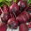 Beetroot - Betina - Early & Reliable Growth, Deep Red, Smooth Flesh - Fresh Seeds
