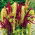 Amaranth - Kaleidoscope of Colors - Mixed - Amaranthus - Spectacular Panicles and Fluffy Spikes - Fresh Seeds