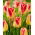 Tulipa Candy Corner - Tulip Candy Corner - 5 bulbs