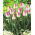 Tulipan Innuendo - pakke med 5 stk - Tulipa Innuendo