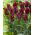 Tulipan Lasting Love - pakke med 5 stk - Tulipa Lasting Love