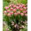 Tulipán Vogue - csomag 5 darab - Tulipa Vogue