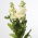 Hilo amarillo "Excelsior"; Tenweeks stock - 300 semillas - Matthiola incana annua
