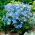 Синята сибирски лаврак, китайски делфиниум - 500 семена - Delphinium grandiflorum