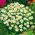 Hoa cúc lùn trắng - 340 hạt - Chrysanthemum leucanthemum