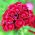 Studenter - nellike - Scarlet Beauty - 450 frø - Dianthus barbatus