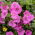 Roz petunie cu flori roz - 80 de seminte - Petunia x hybrida  - semințe