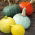 Calabaza - mezcla de variedades - Formas y colores diversos - Semillas frescas