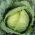 Varză albă "Primă recoltă" - semințe tratate - Brassica oleracea convar. capitata var. alba
