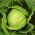 Wittekool - Roem van Enkhuizen 2 - wit - 400 zaden - Brassica oleracea convar. capitata var. alba