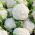 Coliflor - Igloo - 50 semillas - Brassica oleracea L. var.botrytis L.