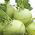 Colinabo – Giant - 100 semillas - Brassica oleracea var. Gongylodes L.