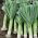 Purjolök - Herbstriesen 2 - 320 frön - Allium ampeloprasum L.