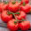 Tomate 'Lubań' - rote Freilandtomate, bei der der Grünkragen nicht vorkommt