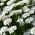 ヒヤシンスの花が咲くロケットキャンディタフト。苦いcandytuft、野生のcandytuft  -  400の種 - Iberis amara hyacinthiflora  - シーズ