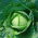 White cabbage "Golden Acre" - early variety producing green-yellowish heads - 480 seeds