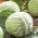 Бяло зеле "Slawa z Golebiewa" - за кисело зеле или директна консумация - Brassica oleracea convar. capitata var. alba - семена