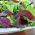 Baby Leaf - Lechuga -variada - Lectuca sativa  - semillas