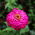 Zinnia violacea - Liliput Rose Gem - rose - 81 graines - Zinnia elegans