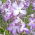 Glad trädgård - 2160 frön - Matthiola bicornis