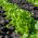 Alface - Foliosa - Salad Bowl - 945 sementes - Lactuca sativa var. foliosa