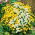 Matricaria eximia - variada - Chrysanthemum parthenium - Hierba aromática, medicinal y ornamental - Semillas frescas