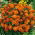 Kisvirágú bársonyvirág - Bonita Bolero - Tagetes patula - Bársonyos virágok, könnyen termeszthető - Friss vetőmagok
