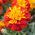 Tagetes patula - Afrikaan -  Harmony - Tagetes patula L. - zaden