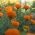 Marigold Meksiko "Hawaii"; Aztec marigold - 270 biji - Tagetes erecta 
