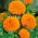 Tagetes Erecta - Afrikaan - 270 zaden - Titania