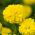 Tagetes Erecta - Afrikaan - 270 zaden - Mann Im Mond