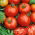 Tomate - Moneymaker - Alta, variedad temprana, rojo vivo, fruto grande - Semillas frescas