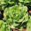 Salad butterhead salad "Semua Tahun Pusingan" - 855 biji -  Lactuca sativa var. Capitata - benih