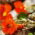Spiselige blomster - hage nasturtium Tom Thumb - fargevalg blande; Indian cress, munker cress - frø