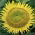 Polska blommor - Medium lång solros "Amor Admir" - frön