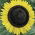 Polish Flowers - Medium tall sunflower "Amor Arnold'