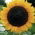 Flores polacas - Girasol de altura mediana "Amor Anter ' - semillas