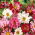 Garden Cosmos  - “海贝壳” - 品种混合;墨西哥紫菀 - Cosmos bipinnatus - 種子