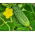 Cetriolo di campo "Vert Petit de Paris" - SEMENTI RIVESTITI - 