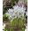 Netted iris Painted Lady - 10 pcs; iris jaring emas - 