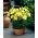 Double Asiatic lily - Fata Morgana