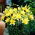 Double Asiatic lily - Fata Morgana