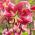 Tree lily - Miss Feya